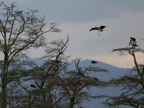 <h3><a href="/trips/tanzania/biota/animalia/chordata/aves/014 ciconiiformes/001 ciconiidae/leptoptilos crumenifer/leptoptilos crumenifer-nl.html">Leptoptilos&nbsp;crumenifer</a> / Marabou&nbsp;stork / Afrikaanse&nbsp;maraboe</h3>OM-1 Mark II met OLYMPUS M.150-400mm F4.5, 1/2000 sec  bij F4.5, ISO 1600, afstand 204&nbsp;m